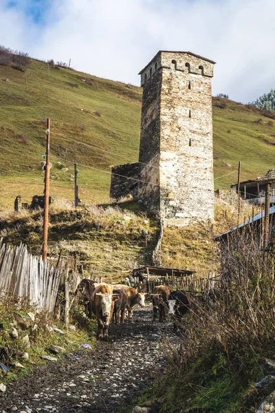 Dağ köyünde inekler otlatma — Stok fotoğraf