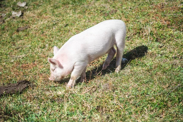 Leitão caminhando no campo — Fotografia de Stock