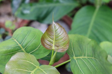 Hindistan 'da güzel kırmızı ağaç yaprağı..