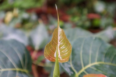 Hindistan 'da yeni yetişmiş ağaç yaprağı. Küçük Turuncu kırmızı yaprak.