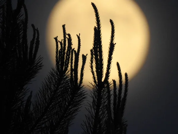 Jovens Brotos Pinho Contra Pano Fundo Lua — Fotografia de Stock