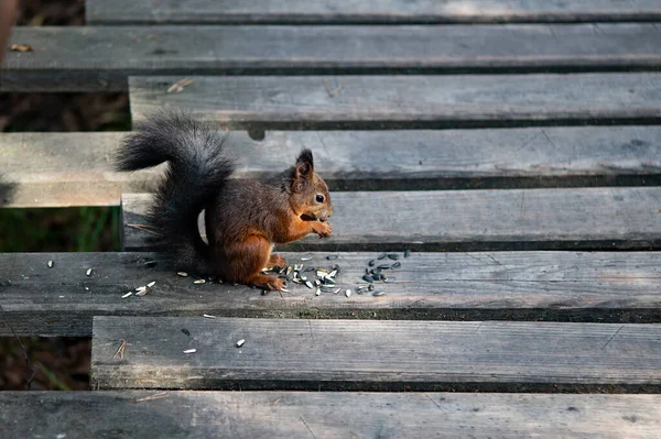 Eichhörnchen Nagt Einer Holzbrücke — Stockfoto