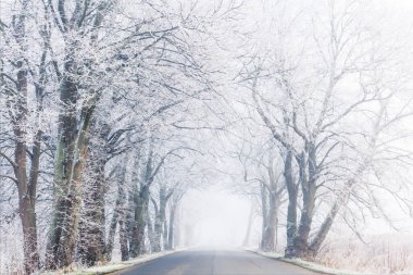 Karla kaplı bir ağaç.