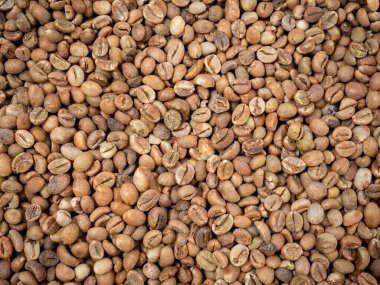 Afrika 'dan pişmemiş çiğ kahve çekirdeği. 