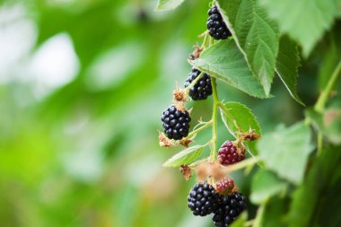 Olgun taze böğürtlen açık. Doğa arka plan metin için yer ile