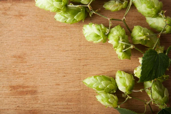 Hop Plants Wood Desk Food Ingredients — Stock Photo, Image