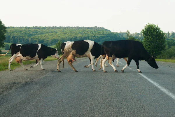 Cow on road. Sign on nature. Danger and warning