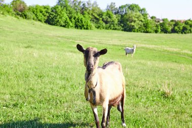 güzel keçi doğada açık. Yaz. Çim Sahası