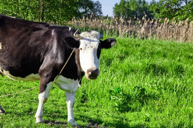 Güzel inek doğa üzerinde açık. Yaz. Süt çiftliği
