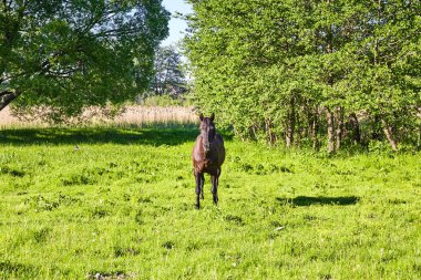 Güzel at doğa üzerinde açık. Yaz. Çalışan aygır