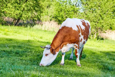 Güzel inek doğa üzerinde açık. Yaz. Süt çiftliği