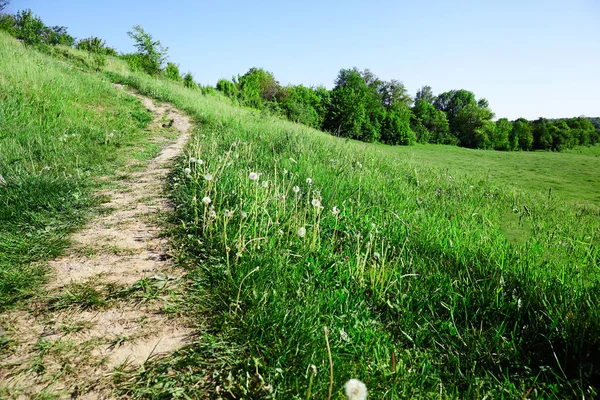 alanında patika. Çim ile doğa arka plan
