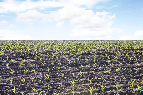 Brotar Campo Solo Vegetal Conceito Agricultura — Fotografia de Stock