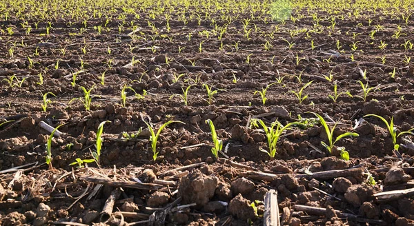 Brotar Campo Solo Vegetal Conceito Agricultura — Fotografia de Stock