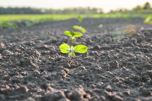 Sprout Field Plant Soil Agriculture Concept — Stock Photo, Image