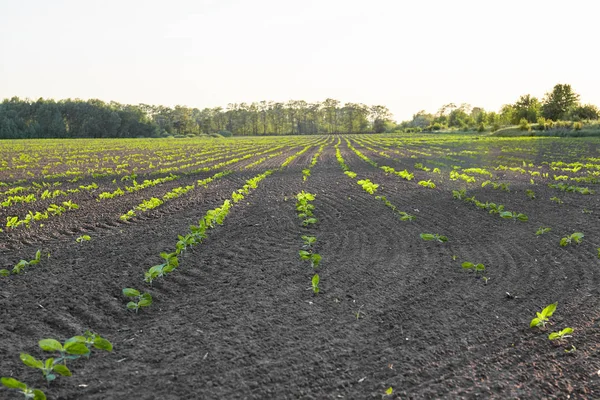 在田里发芽 种植土壤 农业理念 — 图库照片