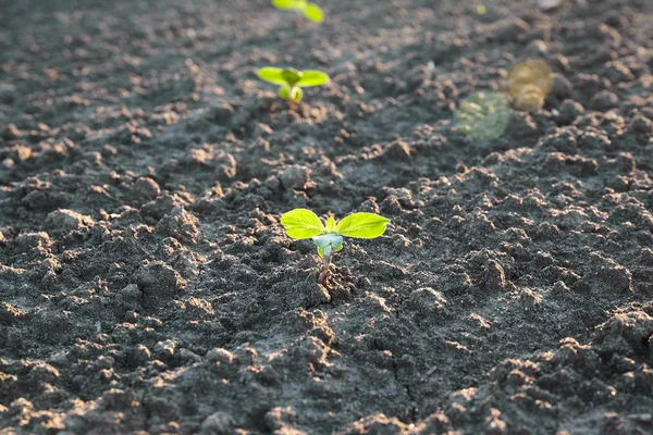 Spira Fältet Plantera Jord Jordbruk Konceptet — Stockfoto