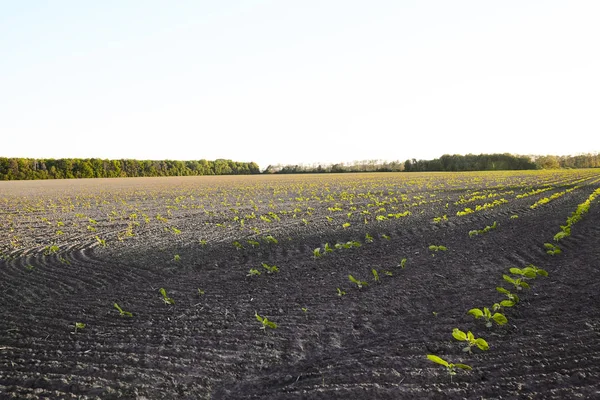 在田里发芽 种植土壤 农业理念 — 图库照片
