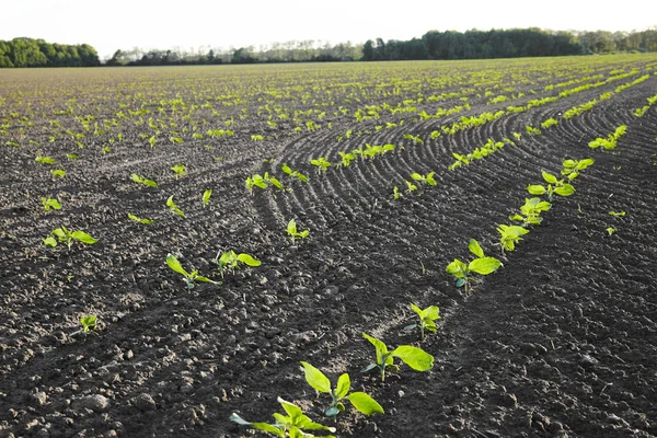 Sprout Field Plant Soil Agriculture Concept Royalty Free Stock Images