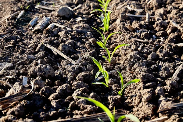 Sprout Field Plant Soil Agriculture Concept — Stock Photo, Image