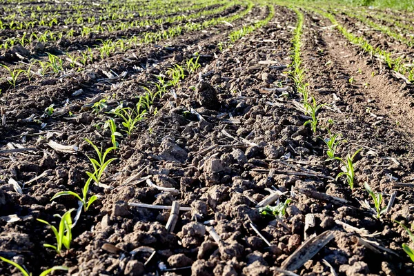 フィールドをスプラウトします 植物土壌 農業の概念 — ストック写真
