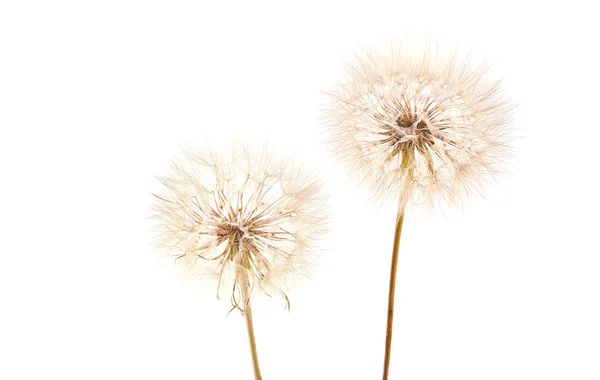 Gran Diente León Aislado Sobre Fondo Blanco Plantas Secas — Foto de Stock