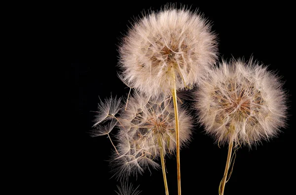 Gran Diente León Sobre Fondo Negro Plantas Secas — Foto de Stock