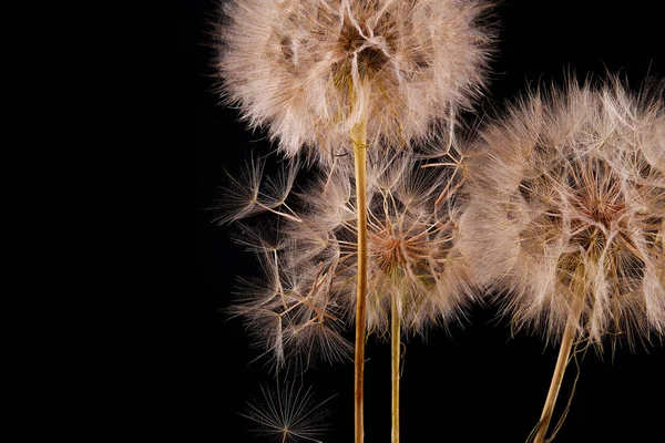 Gran Diente León Sobre Fondo Negro Plantas Secas — Foto de Stock