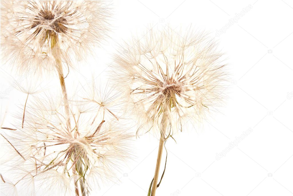 Big dandelion isolated on white background. Dry plants