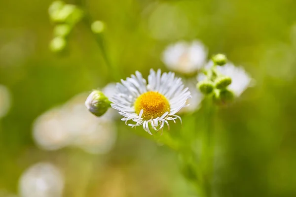 Chamomile Outdoor Field Summer Flower Nature Background — Stock Photo, Image