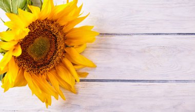 Sarı ayçiçeği metin için yer ile ahşap masa üzerine kapatın. Tarım kavramı