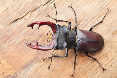 böceği geyik açık ahşap üzerine kapatın. Doğa arka plan