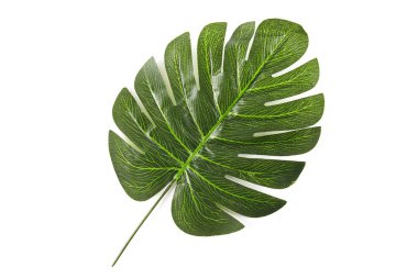 Beyaz arkaplanda yeşil palmiye yaprakları izole