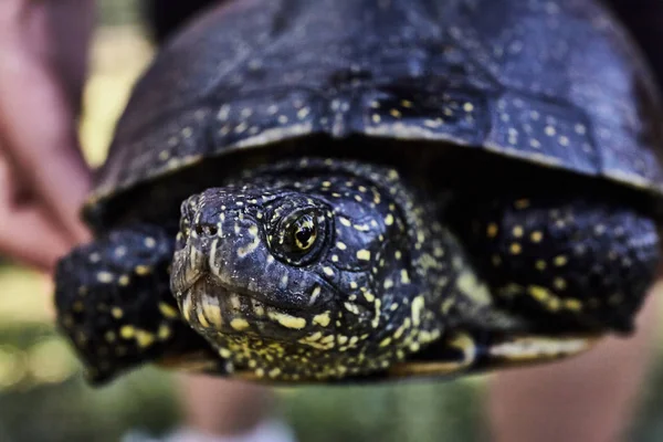 Tortuga Pequeña Hierba Aire Libre Fondo Naturaleza — Foto de Stock