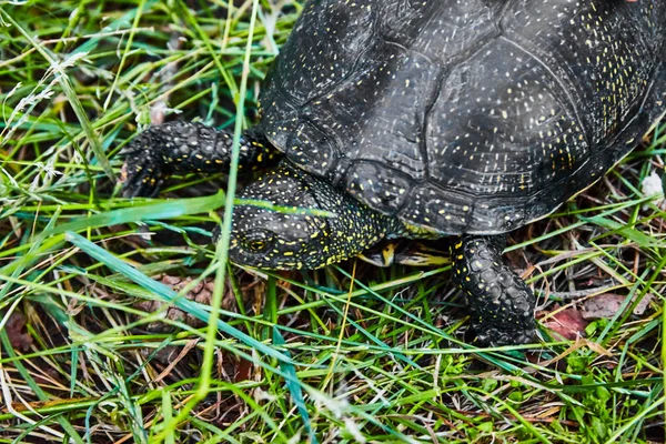 Маленькая Черепаха Открытом Воздухе Природа — стоковое фото