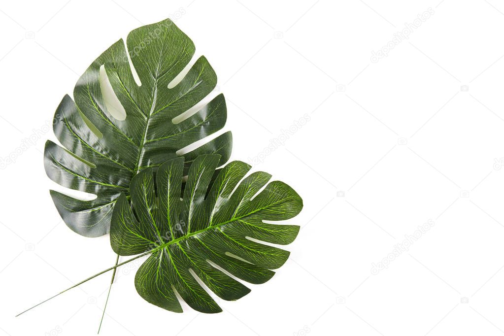 Green palm leaves isolated on white background