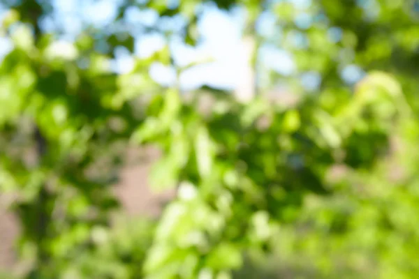 Fundo Desfocado Verde Natureza Floresta Com Sol — Fotografia de Stock