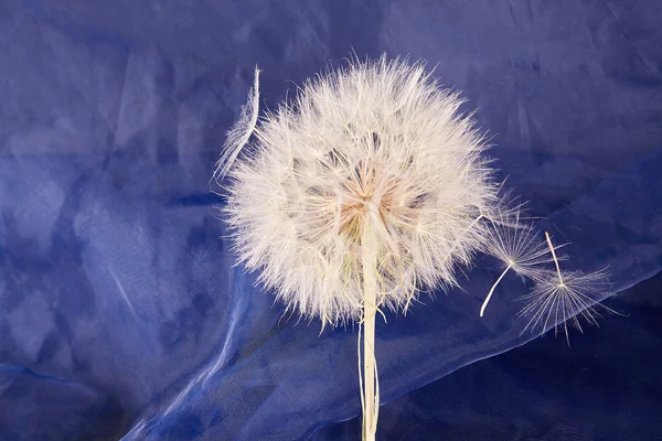 Seque Diente León Grande Cerca Fondo Naturaleza — Foto de Stock