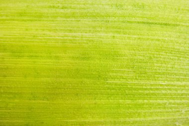 Yeşil mısır yaprak kapatın. Doğa arka plan