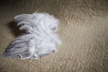 Küçük beyaz melek kanatları kapağında. Aşk kavramı