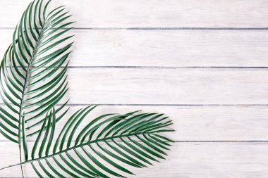 Yeşil palmiye arka plan üzerinde bırakır. Yaz seyahat kavramı