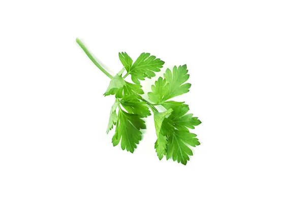 Fresh Green Parsley Isolated White Background Food Ingredients — Stock Photo, Image