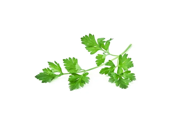 Fresh Green Parsley Isolated White Background Food Ingredients — Stock Photo, Image