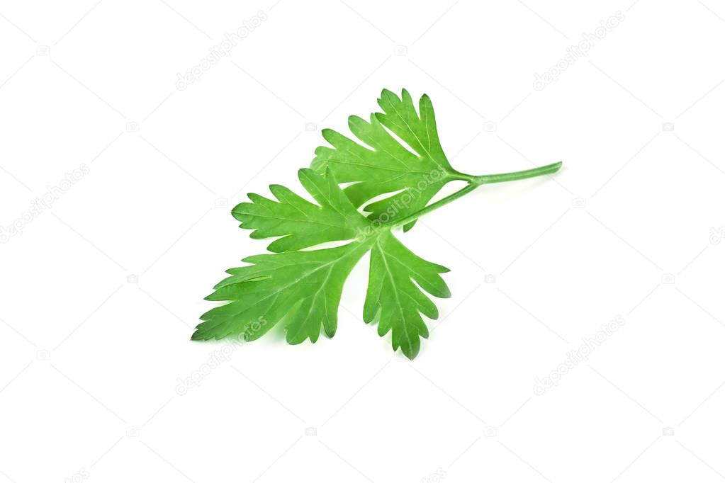 Fresh green parsley isolated on white background. Food ingredients