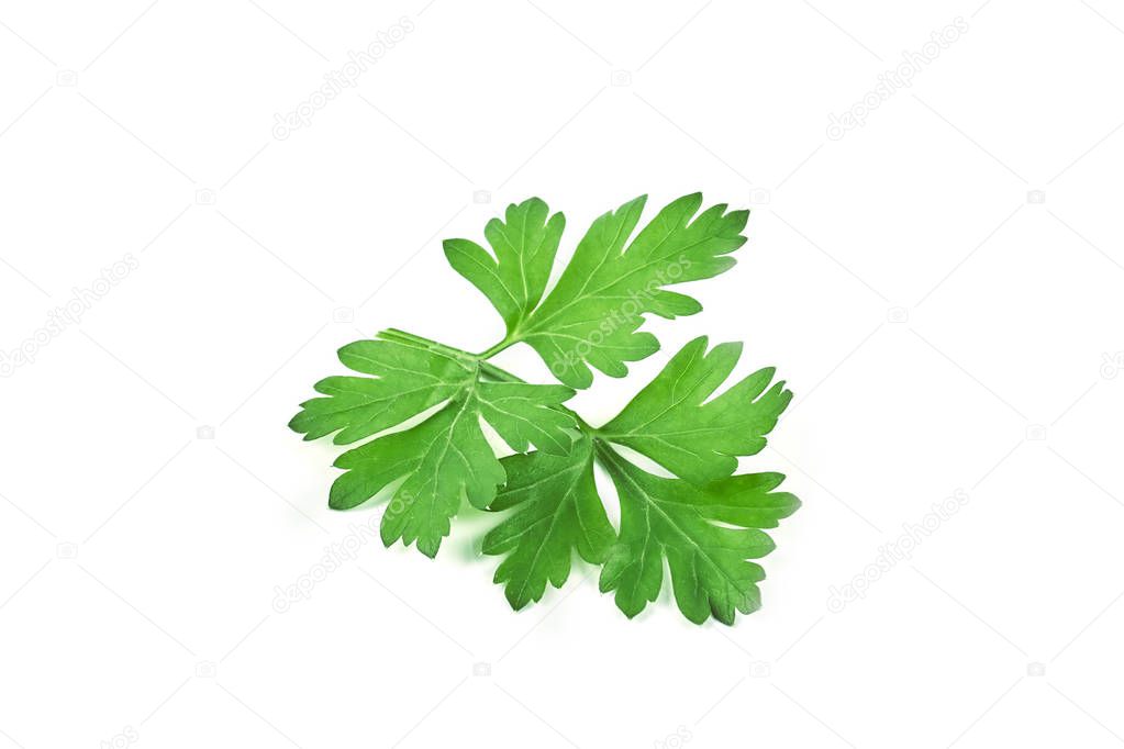 Fresh green parsley isolated on white background. Food ingredients