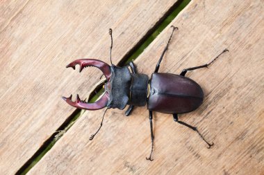 Erkek geyik böceği, Lucanus cervus ahşap üzerine. Böceği geyik.