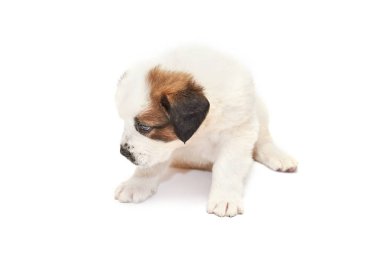 Beyaz arka plan üzerinde izole köpek yavrusu Saint bernard yalan