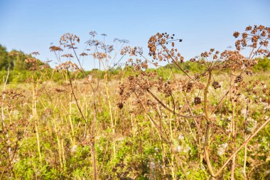 Kuru çiçekler doğada açık. Bitki ile manzara