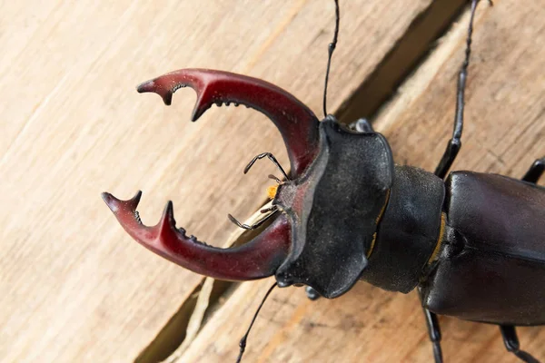 Male stag beetle, Lucanus cervus on wood. Beetle deer.