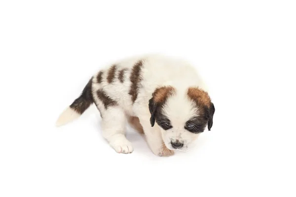 Saint Bernard Puppy Lying Isolated White Background — Stock Photo, Image